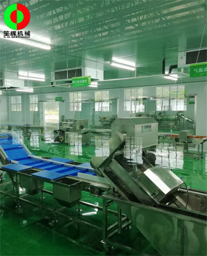 廣西蒙山標(biāo)準(zhǔn)化凈菜加工車間項(xiàng)目，毛菜加工車間順利完工！